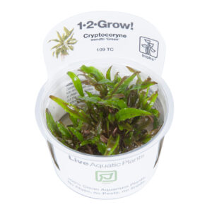 Cryptocoryne wendtii 'Green'