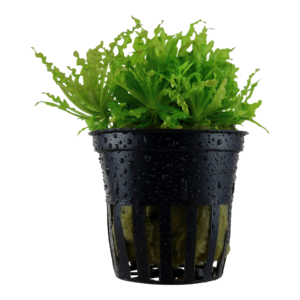 Pogostemon helferi