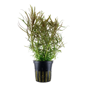 Pogostemon stellatus
