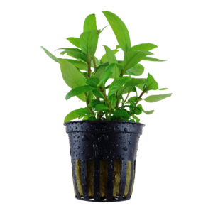 Staurogyne repens