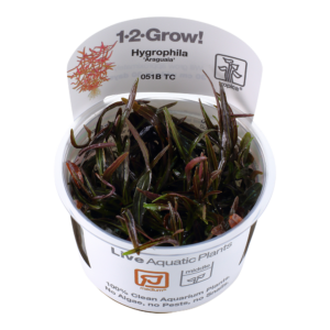 Hygrophila 'Araguaia'