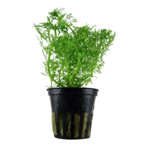 Limnophila aquatica