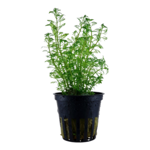 Myriophyllum mattogrossense