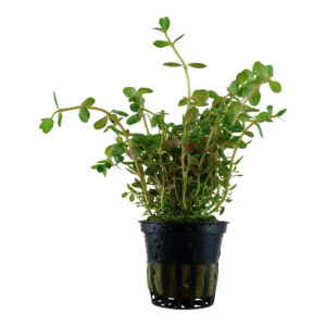 Rotala rotundifolia