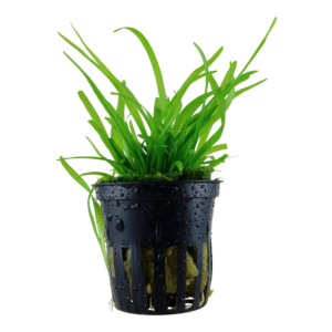 Sagittaria subulata