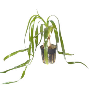 Crinum thaianum