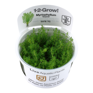 Myriophyllum 'Guyana'
