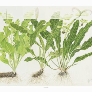 Art Poster Aponogeton 40x30cm