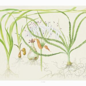 Art Poster Crinum 40x30cm