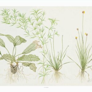 Art Poster Madagascariensis 40x30cm