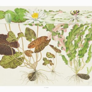 Art Poster Nymphaea 40x30cm