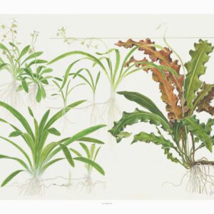 Art Poster Sagittaria 40x30cm