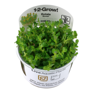 Rotala 'Bonsai'
