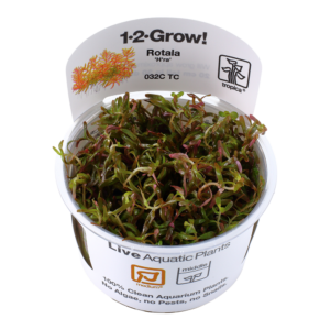 Rotala 'Vietnam H'ra'