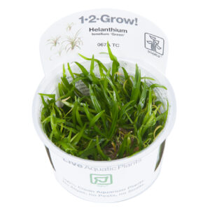 Helanthium tenellum 'Green'