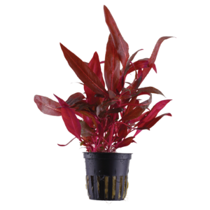 Alternanthera reineckii 'Rosanervig'
