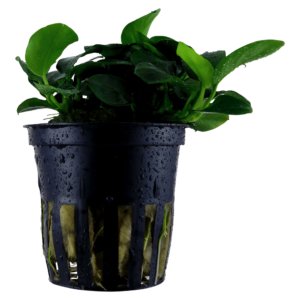Anubias barteri 'Petite'