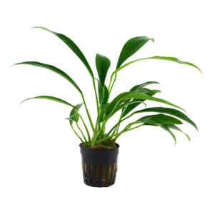 Anubias barteri var. angustifolia