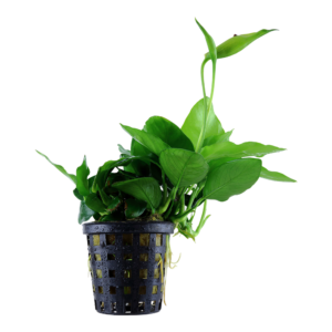 Anubias barteri var. nana 'Large'