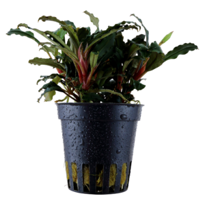 Bucephalandra sp. 'Red'