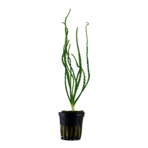 Crinum calamistratum