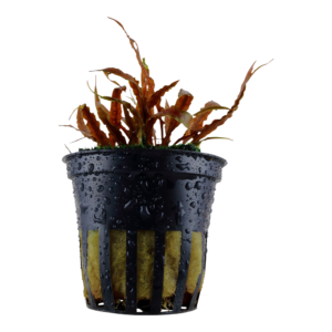 Cryptocoryne albida 'Brown'