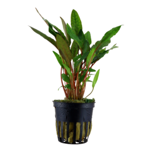 Cryptocoryne beckettii 'Petchii'