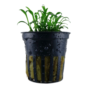 Cryptocoryne parva