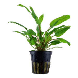 Cryptocoryne wendtii 'Green'