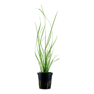Cyperus helferi