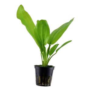 Echinodorus cordifolius 'Fluitans'