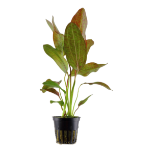 Echinodorus 'Ozelot'