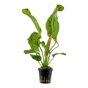 Echinodorus 'Ozelot Green'