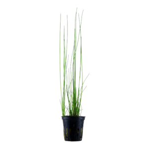 Eleocharis montevidensis