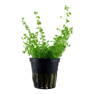 Hemianthus micranthemoides