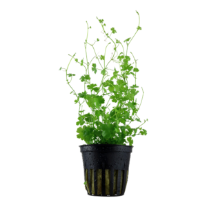 Hydrocotyle tripartita