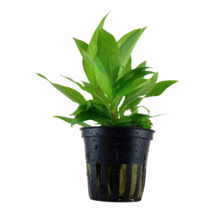 Hygrophila corymbosa 'Siamensis'