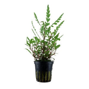Hygrophila pinnatifida