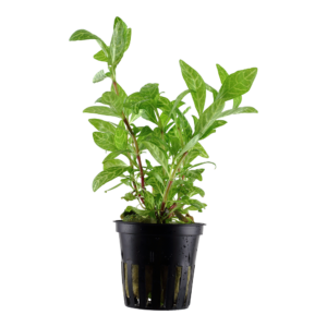 Hygrophila polysperma 'Rosanervig'