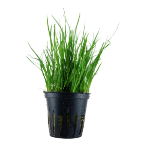 Lilaeopsis mauritiana