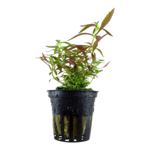 Limnophila hippuridoides