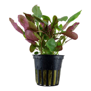 Lobelia cardinalis
