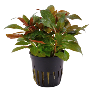 Ludwigia glandulosa