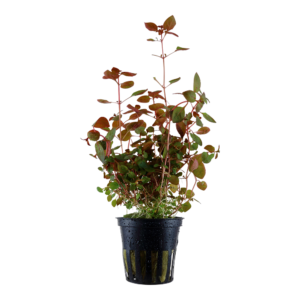 Ludwigia palustris