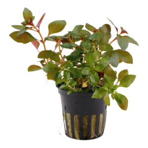 Ludwigia repens 'Rubin'