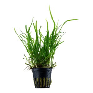Microsorum pteropus 'Trident'