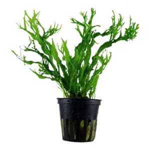 Microsorum pteropus 'Windeløv'