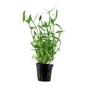 Murdannia keisak