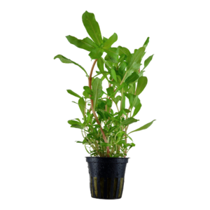 Nesaea crassicaulis