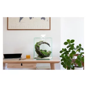 Shrimp Set Smart D&N 10 White ECOM